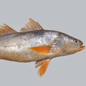 Divulgação/Smithsonian Tropical Research Institute