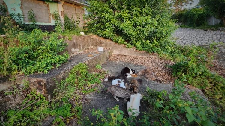 Casa abandonada e lotada de gatos vira problema para moradores do