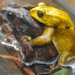 Divulgação/Ichthyology & Herpetology