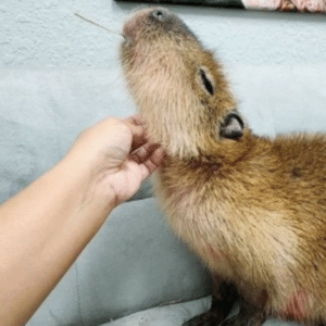 Reprodução/Instagram/@capycafefl