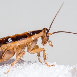 Erik Karits por Pixabay