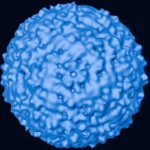 virus da febre do nilo ocidental 1455038956829 150x150 - Pernilongo Pode Transmitir Doenças?