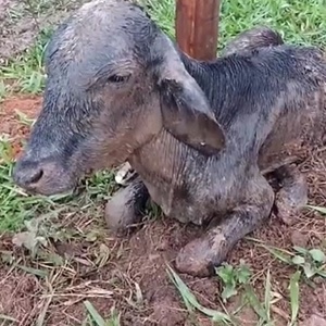 Divulgação/Polícia Ambiental Divulgação/Polícia Ambiental