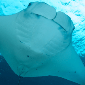Nayara Bucair/All Angle/Acervo Projeto Mantas do Brasil
