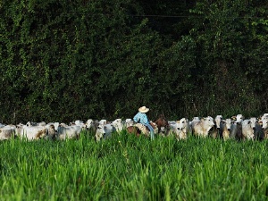US Finds Forced Labor in Brazil Cattle Industry but Spares Beef from Tariffs