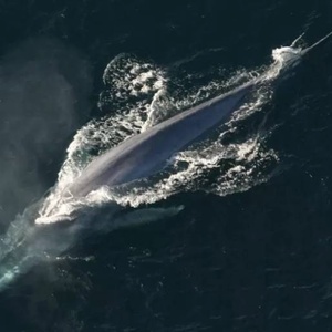 Reprodução/Flickr/NOAA Photo Library