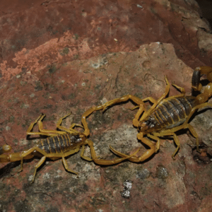 Nature Picture Library / Alamy Stock Photo