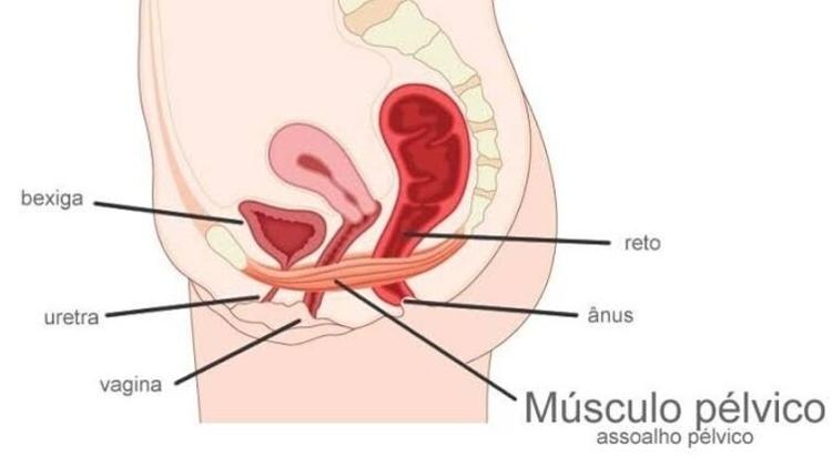 A fisioterapia sexual trabalha toda a região da pelve para aliviar a tensão e as dores durante o sexo