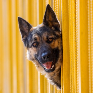 Artyom GeodakyanTASS via Getty Images