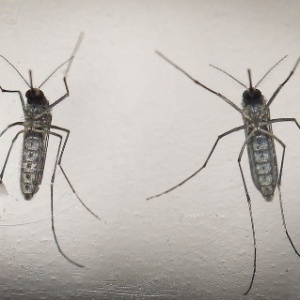 Vírus mais forte da dengue. transmitida pelo Aedes, causa preocupação