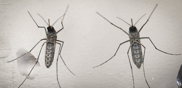 'Aedes aegypti' é o causador das três doenças: zika, dengue e chikungunya