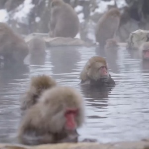 Dimple Bhati/Getty Images
