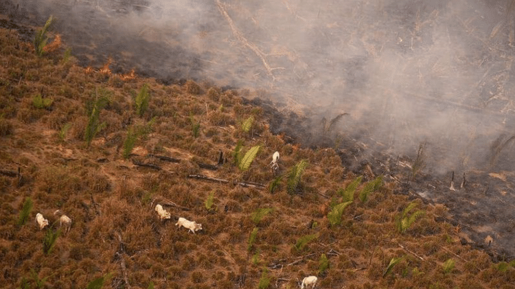 Sobrevoo do Greenpeace em fazenda na Amazônia em 2020 mostra gado sendo colocado em área recém queimada Sobrevoo do Greenpeace em fazenda na Amazônia em 2020 mostra gado sendo colocado em área recém queimada