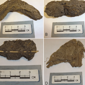 Johnica Winter via Phys.org