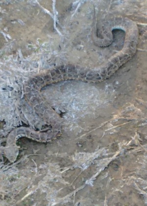Cobra morta por congelamento na cidade de Gália, na região de Bauru