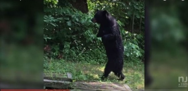 O urso Pedals foi avistado pela primeira vez em 2014