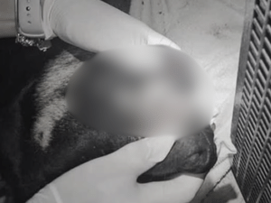 Reprodução/Instagram/@gmitajai (Guarda Municipal de Itajaí)