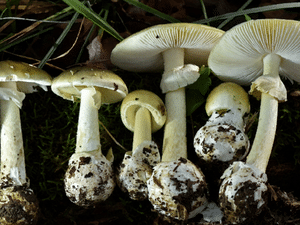 Reprodução / Departamento de Saúde Pública da Califórnia