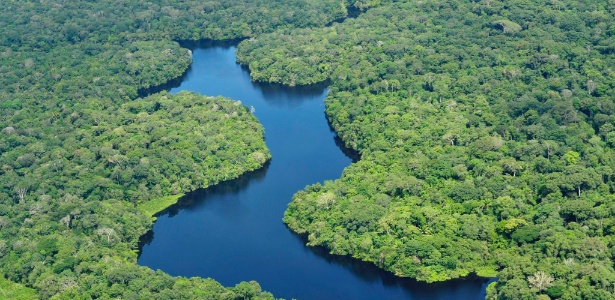 Florestas podem estar "lutando" contra o aquecimento. E você/