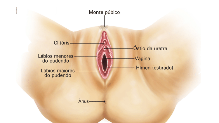 Vulva e vagina: entenda a diferença e a importância de cada parte da região  íntima feminina, Sexualidade