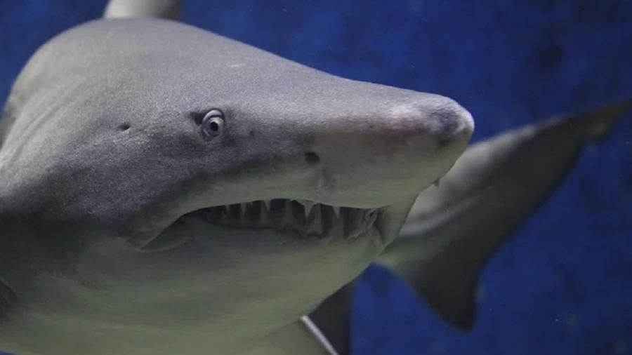 Comportamento de tubarões foi analisado por pesquisadores desconfiados com o impacto de drogas na corrente marítima