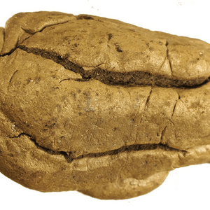 Divulgação/Theis Z.T. Jensen/Proceedings of the Royal Society B