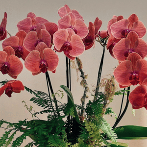 F L O atelier bota?nico