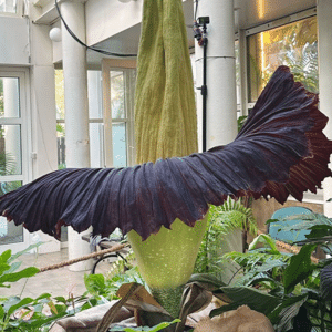Ogro?d Botaniczny UW