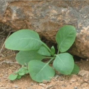 Universidade Federal de São João Del-Rei/Freepik