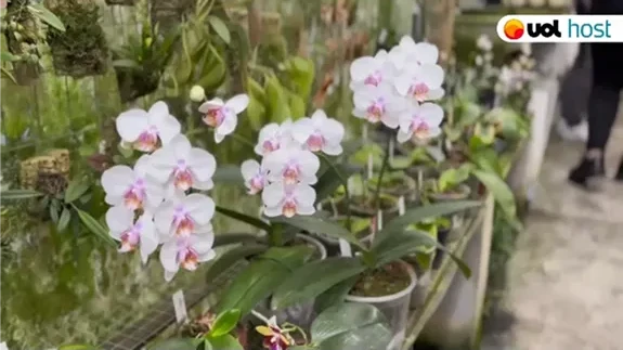 Depoimento de Roberto Martins | Orquidário Roberto Martins